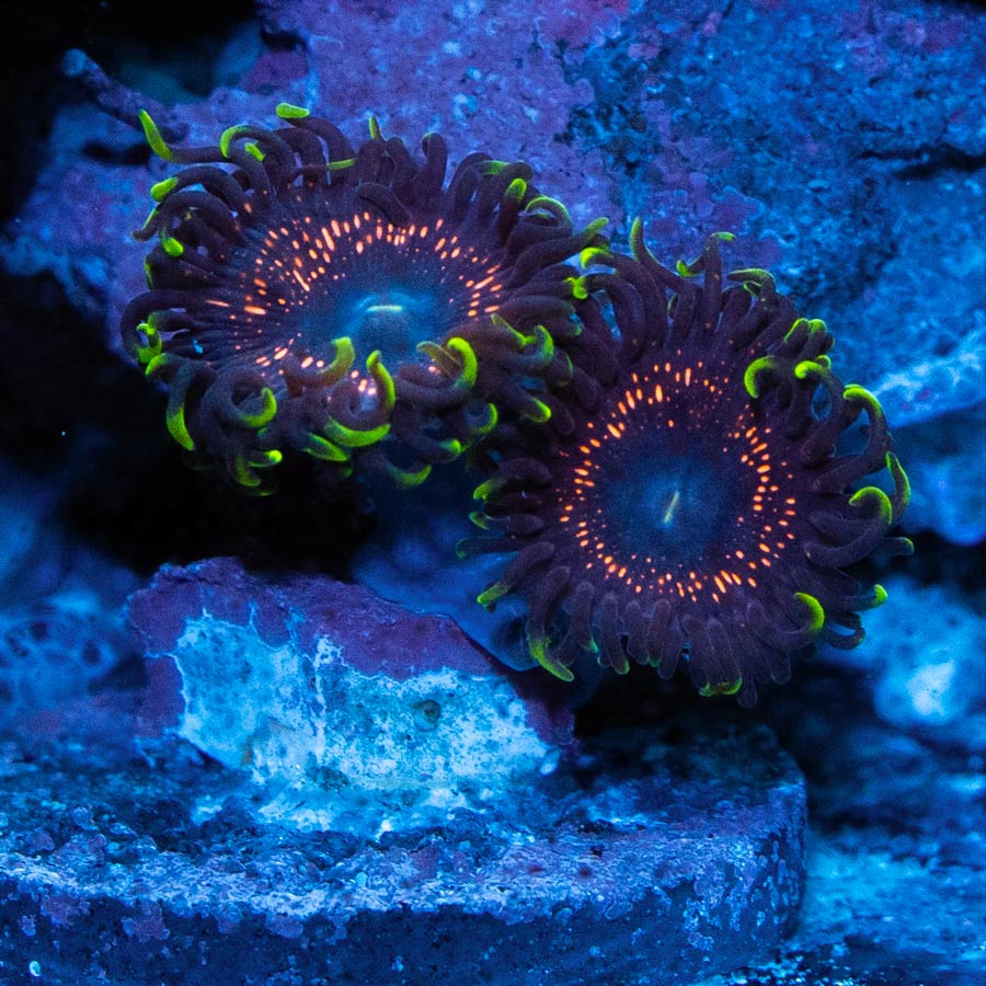 SBM Zoanthus Psychosis 2 pol