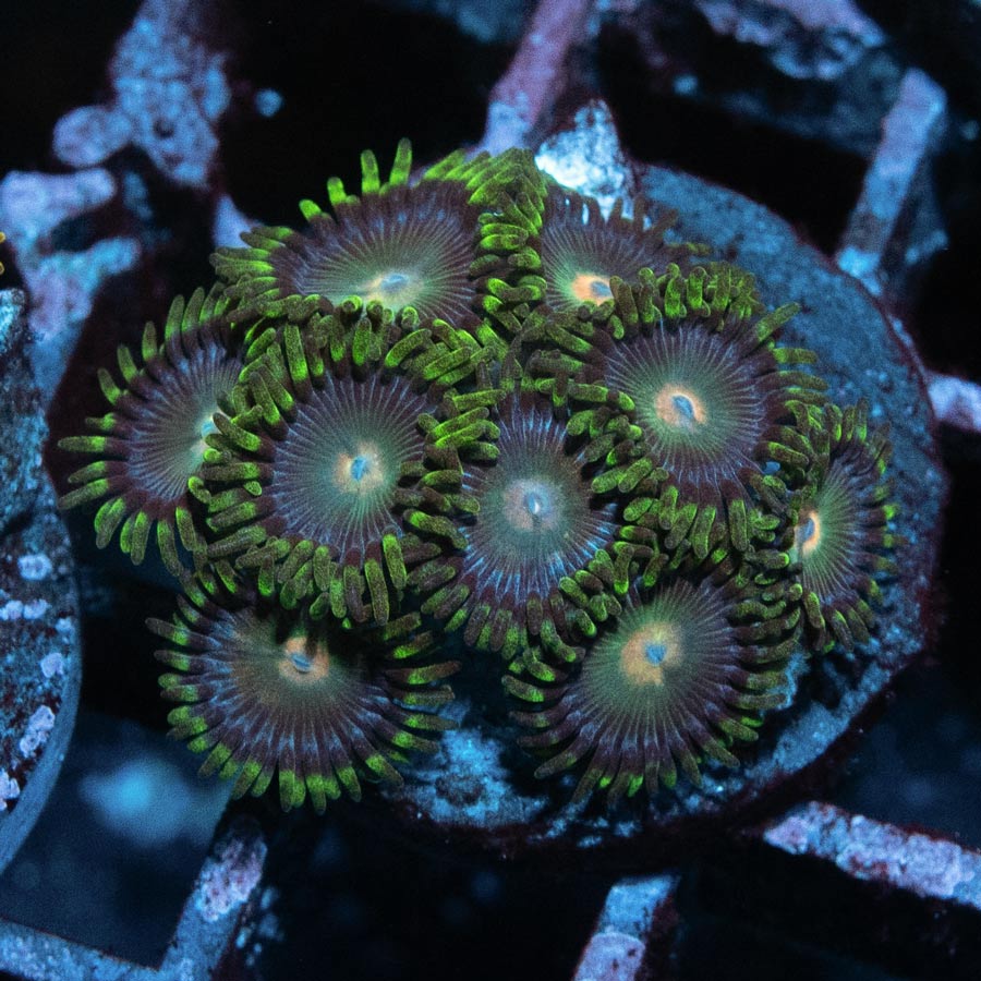 SBM Zoanthus Radioactive