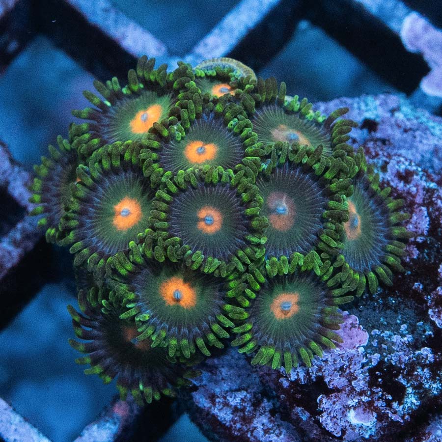 SBM Zoanthus Radioactive 10 pol