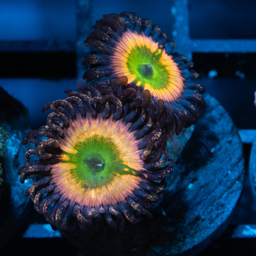 SBM Zoanthus Rainbow Infusion 2 pol