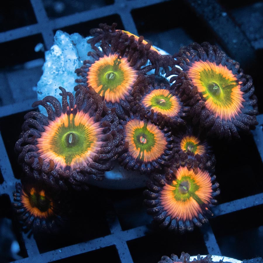 SBM Zoanthus Rainbow Infusion 10 pol