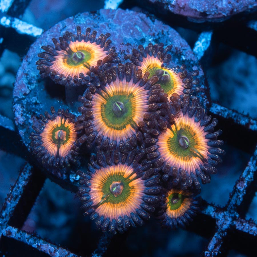SBM Zoanthus Rainbow Infusion 8 pol