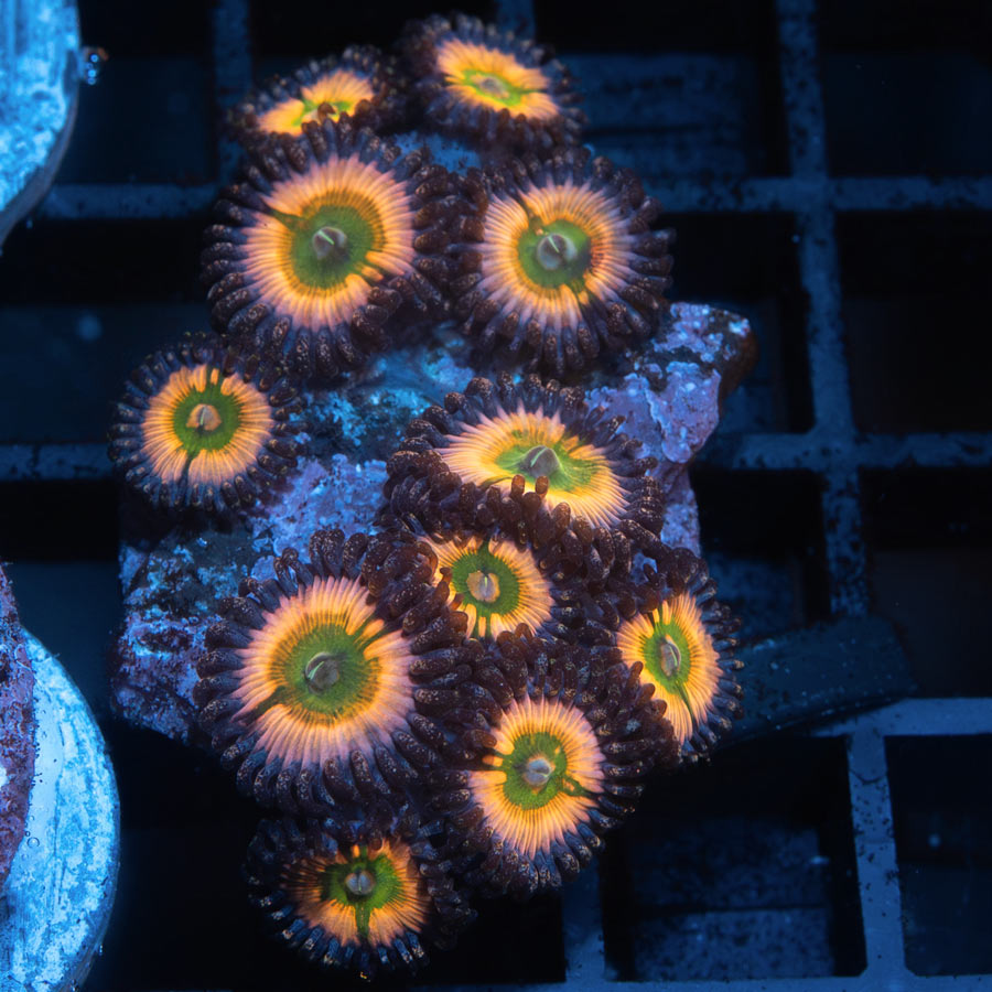 SBM Zoanthus Rainbow Infusion