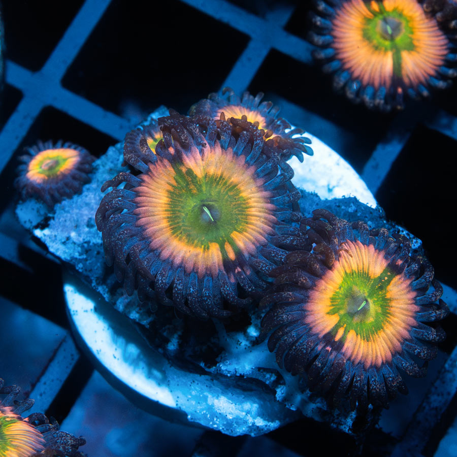 SBM Zoanthus Rainbow Infusion 5 pol