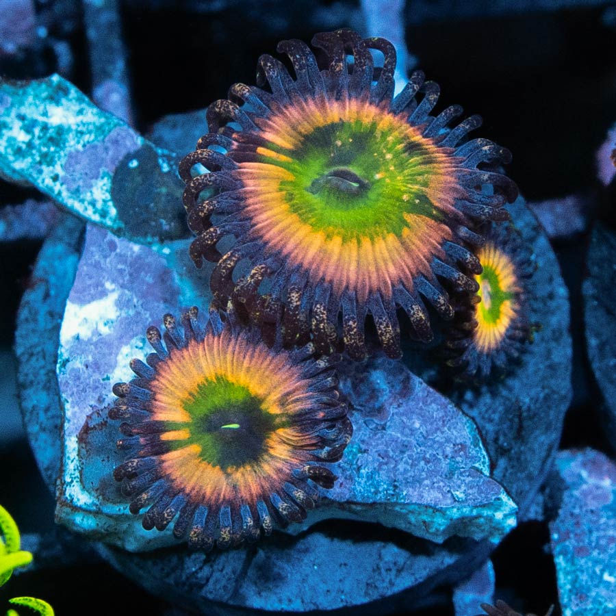 SBM Zoanthus Rainbow Infusion 3 pol