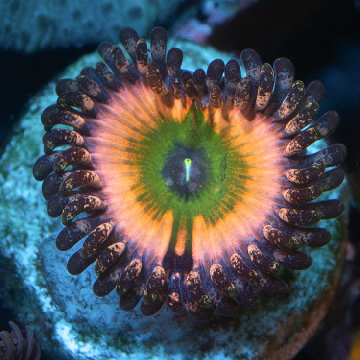 SBM Zoanthus Rainbow Infusion