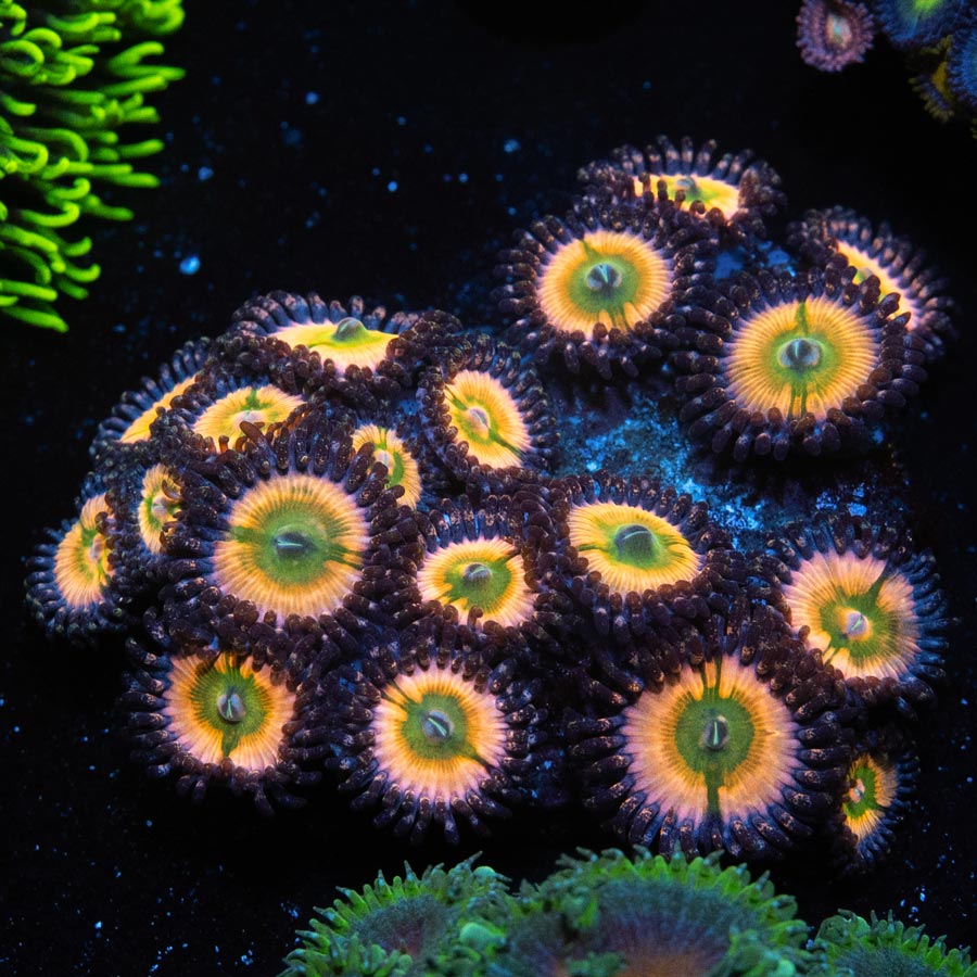 SBM Zoanthus Rainbow Infusion 20 pol