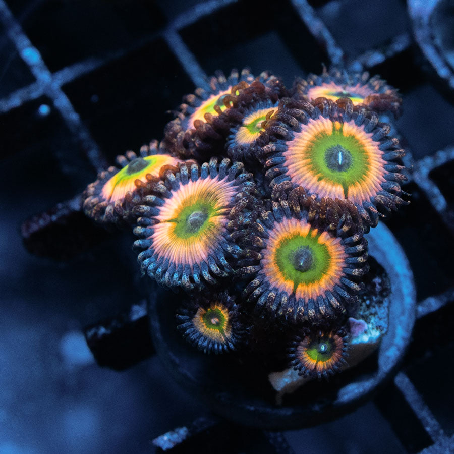 SBM Zoanthus Rainbow 10 pol