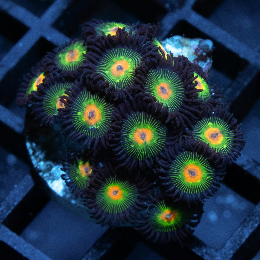 SBM Zoanthus Rasta Reverse 20 pol