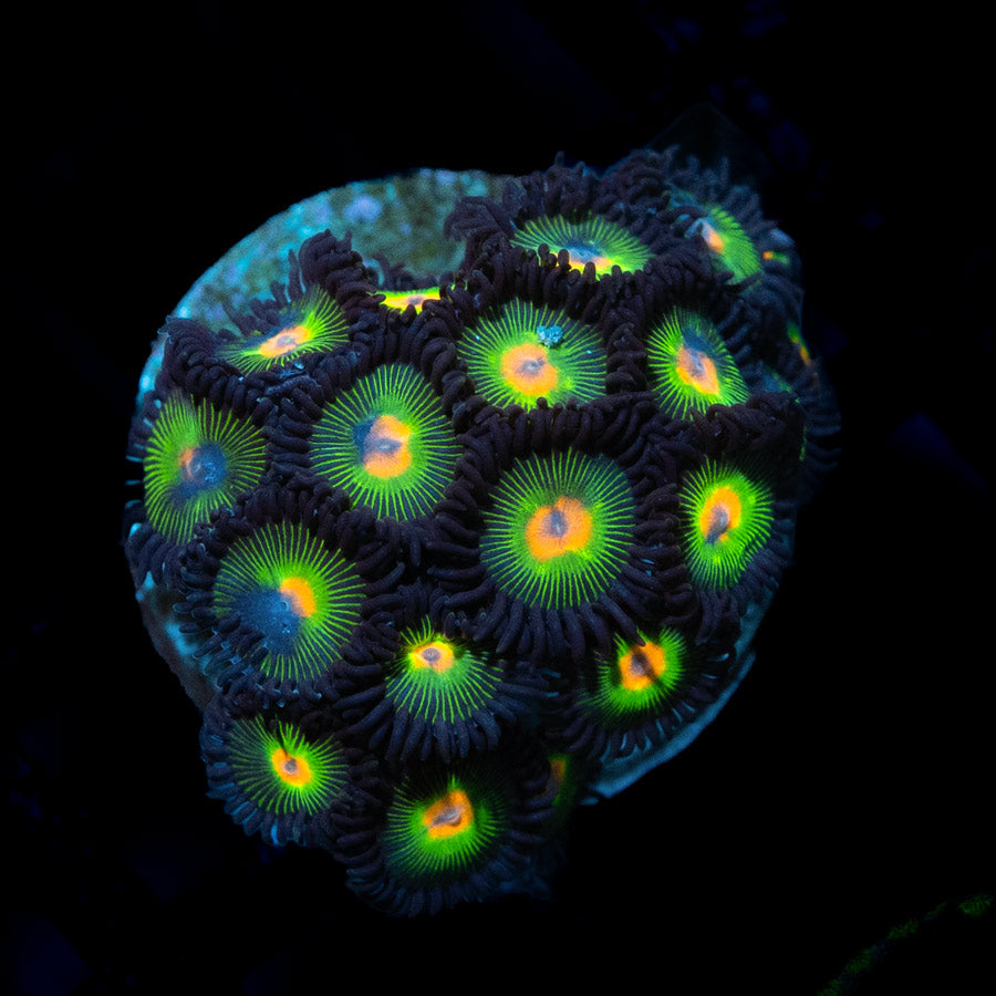 SBM Zoanthus Rasta Reverse 20 pol
