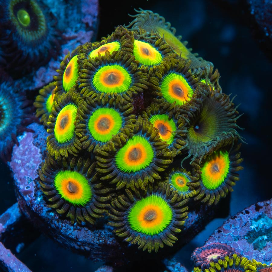 SBM Zoanthus Rasta + Palythoa Captain Jerk