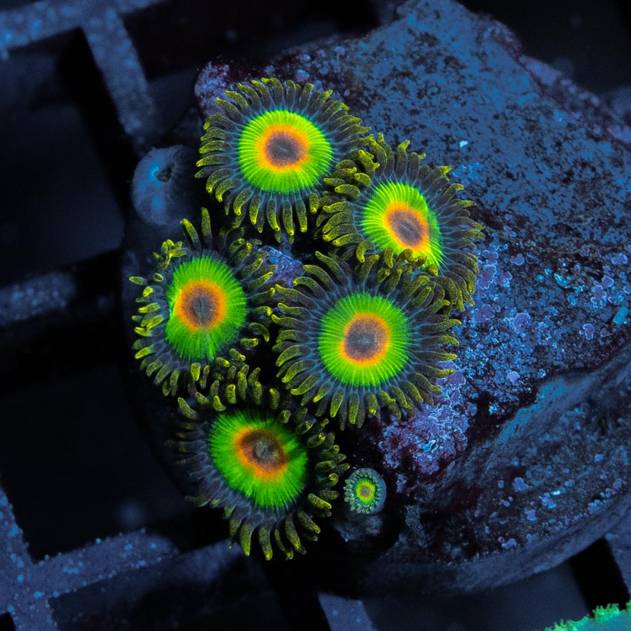 SBM Zoanthus Rasta 6 pol