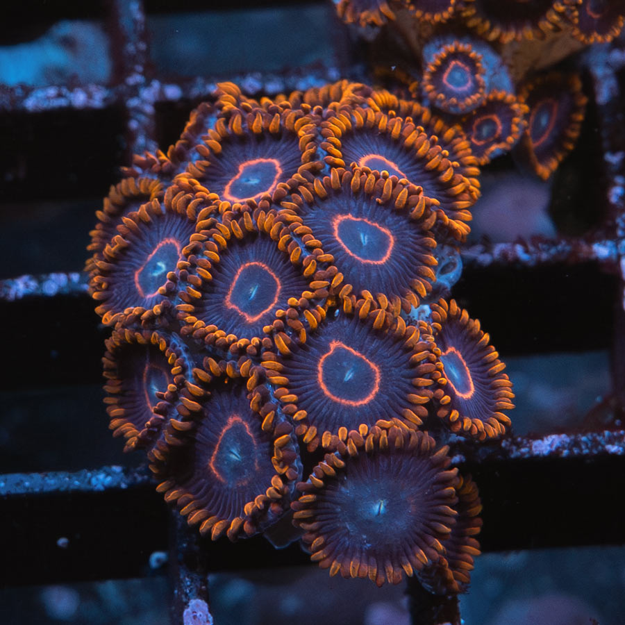 SBM Zoanthus Red Hornet