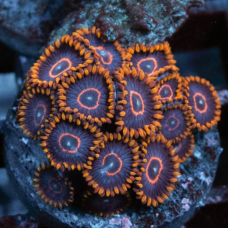SBM Zoanthus Red Hornet 15 pol