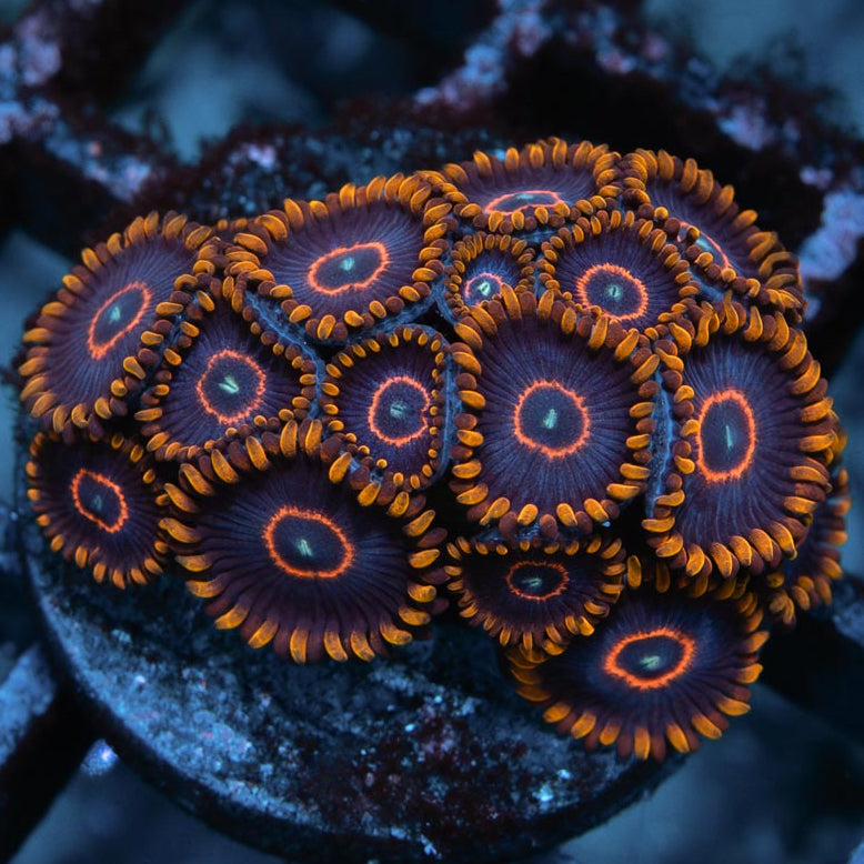 SBM Zoanthus Red Hornet 20 pol