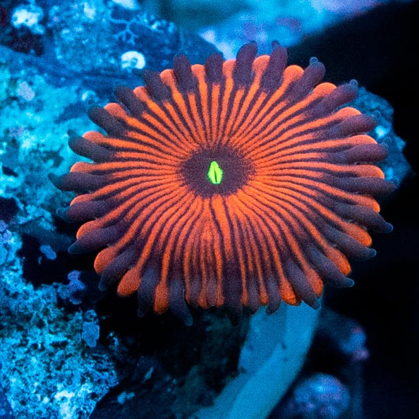 SBM Zoanthus Red People Eater