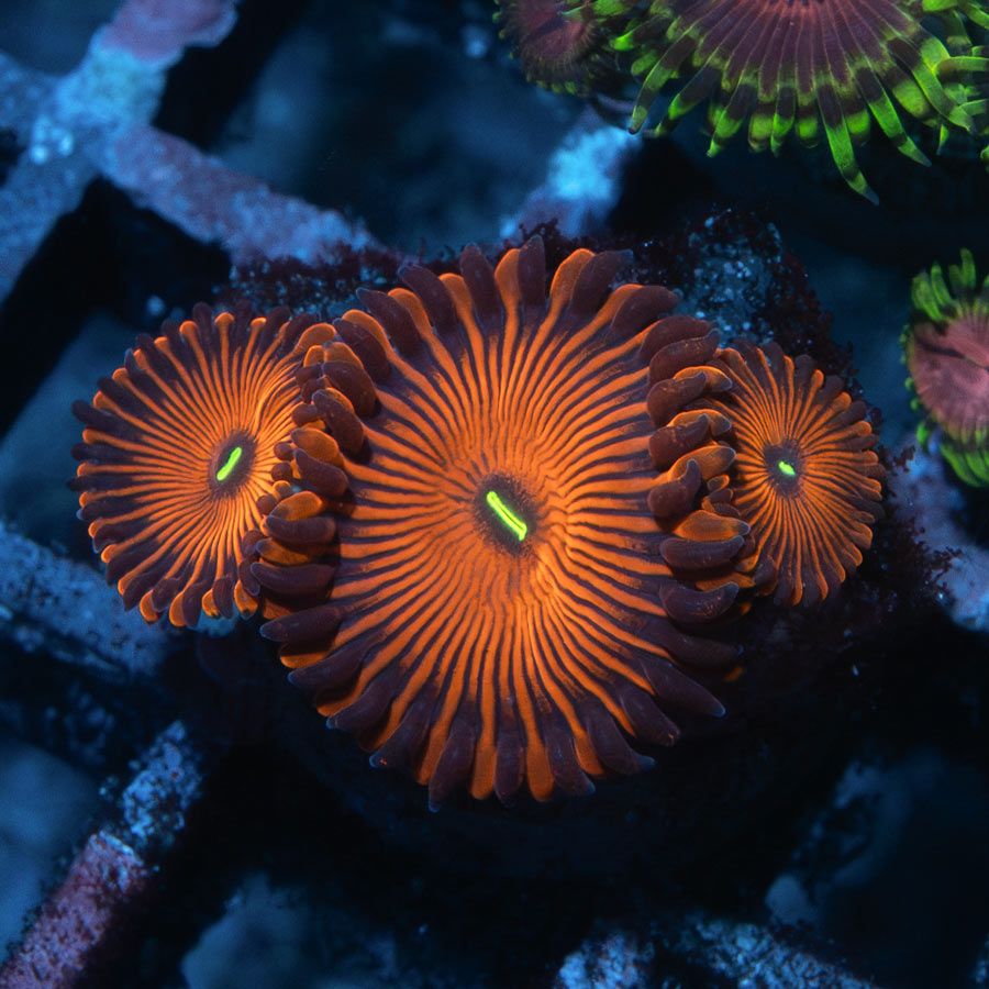 SBM Zoanthus Red People Eater 3 pol