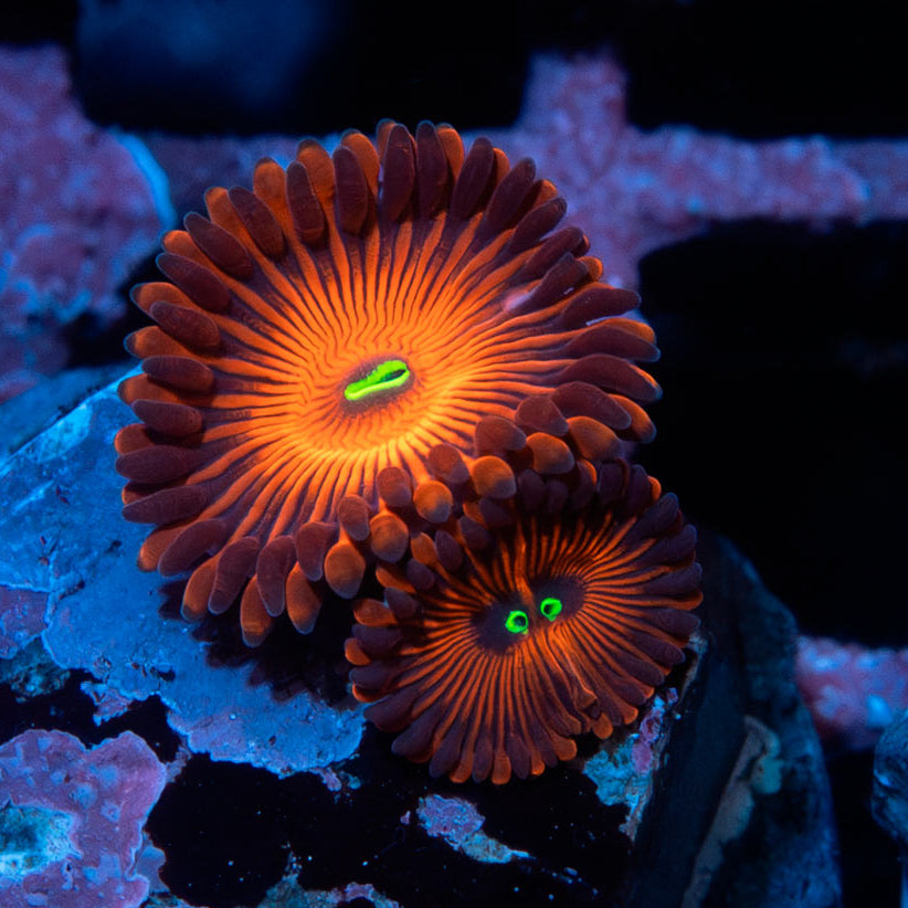 SBM Zoanthus Red People Eater 2 pol