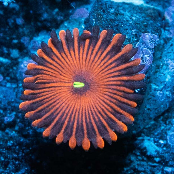 SBM Zoanthus Red People Eater Superultra 1 pol