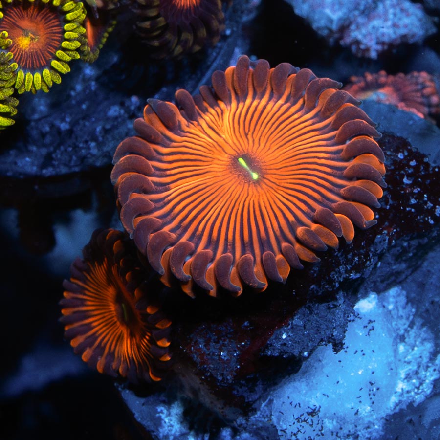 SBM Zoanthus Red People Eater