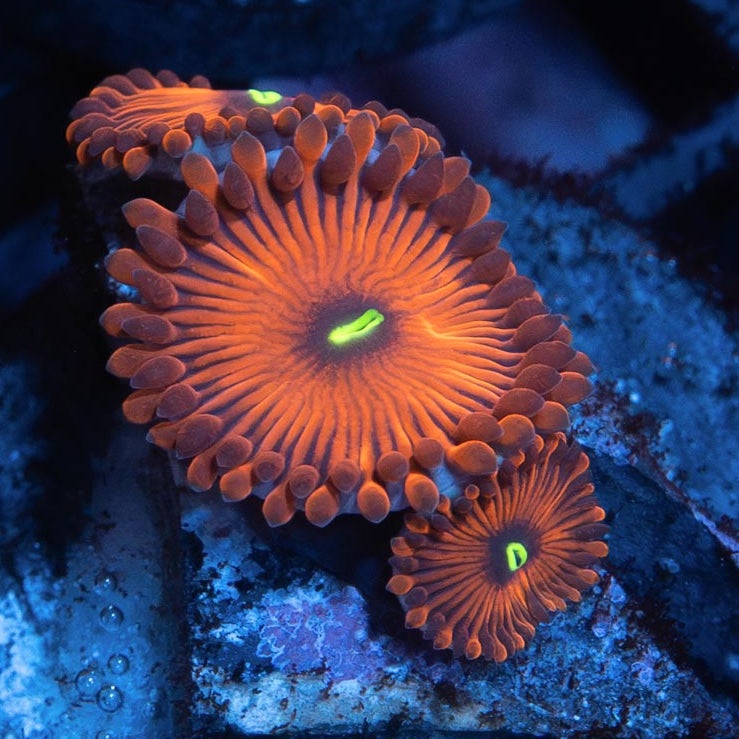 SBM Zoanthus Red People Eater Superultra 3 pol