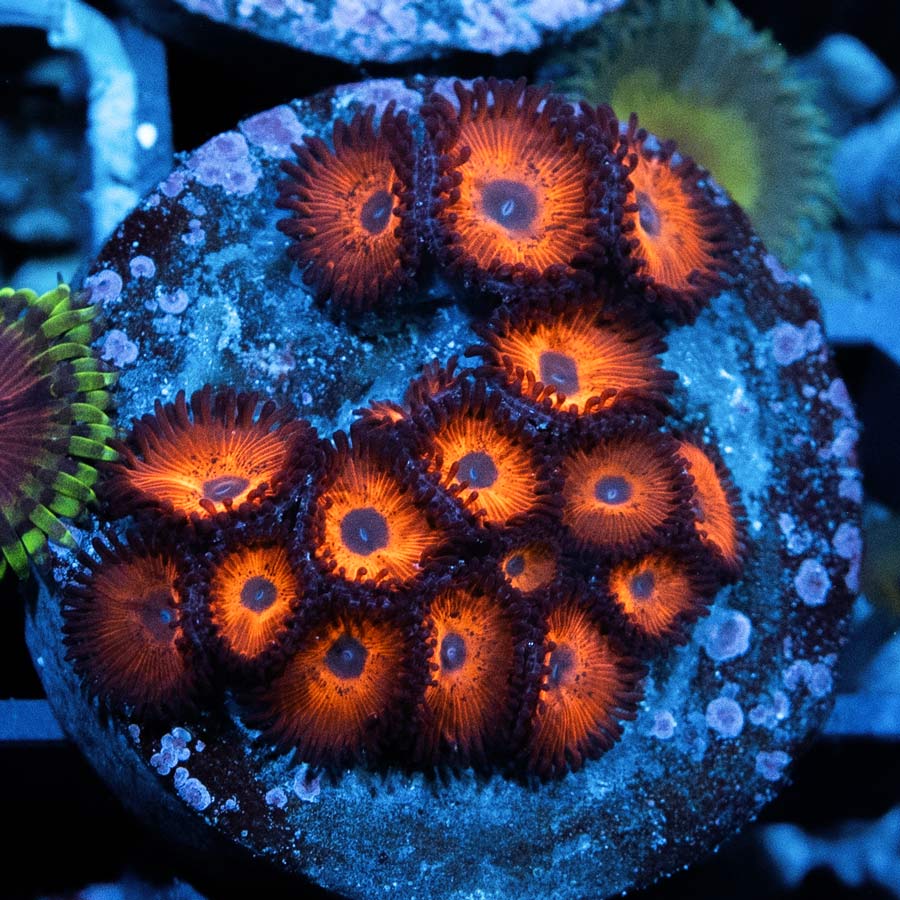SBM Zoanthus Kedds Red 15 pol