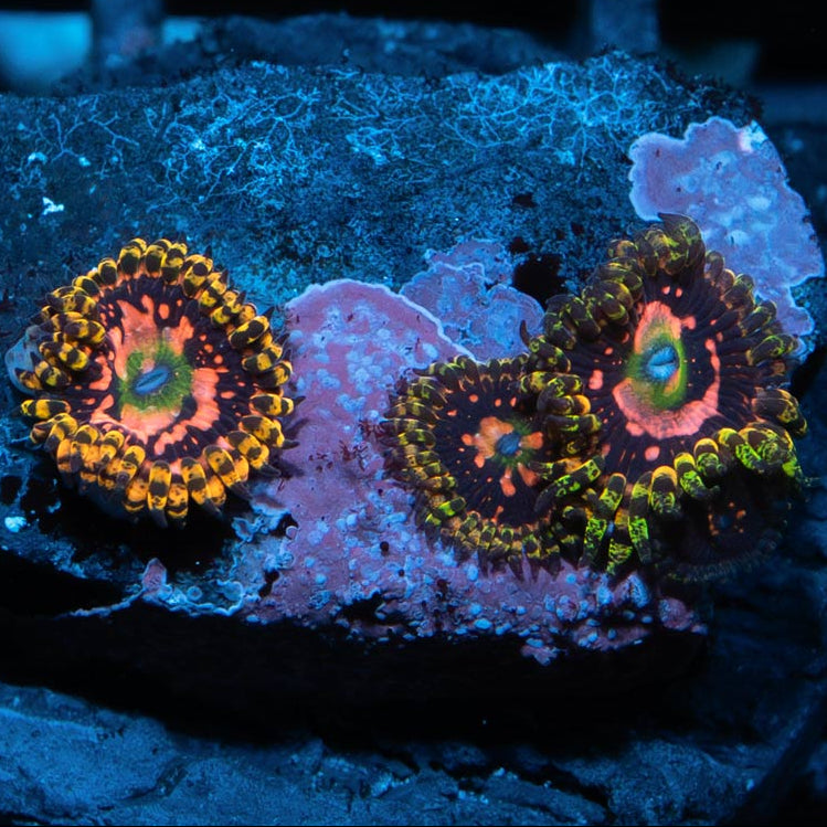 SBM Zoanthus Space Chaos 4 pol