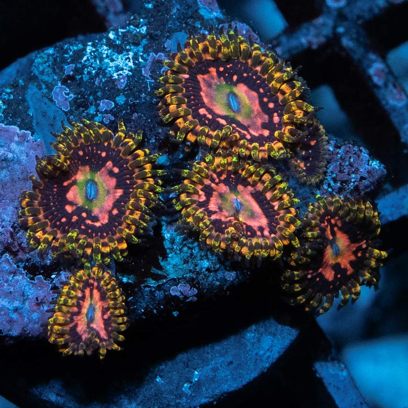 SBM Zoanthus Space Chaos 5 pol