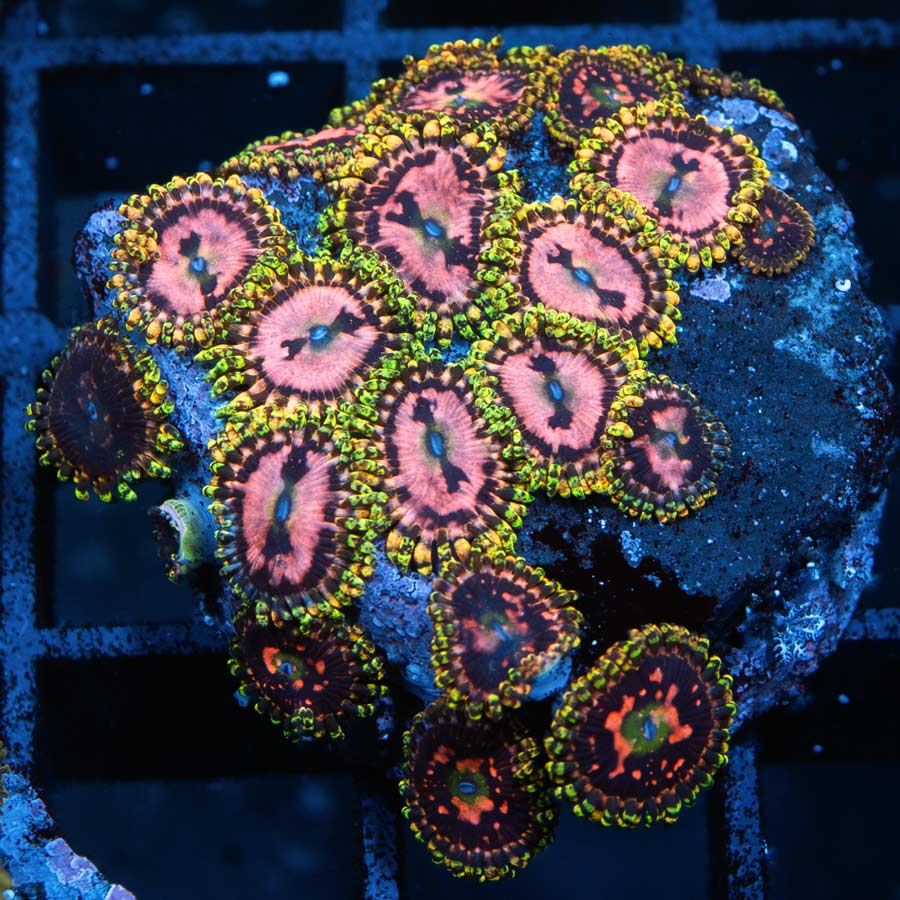 SBM Zoanthus Space Chaos