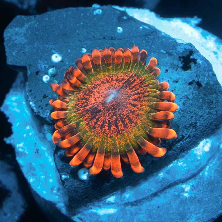 SBM Zoanthus Speckled Krakatoa