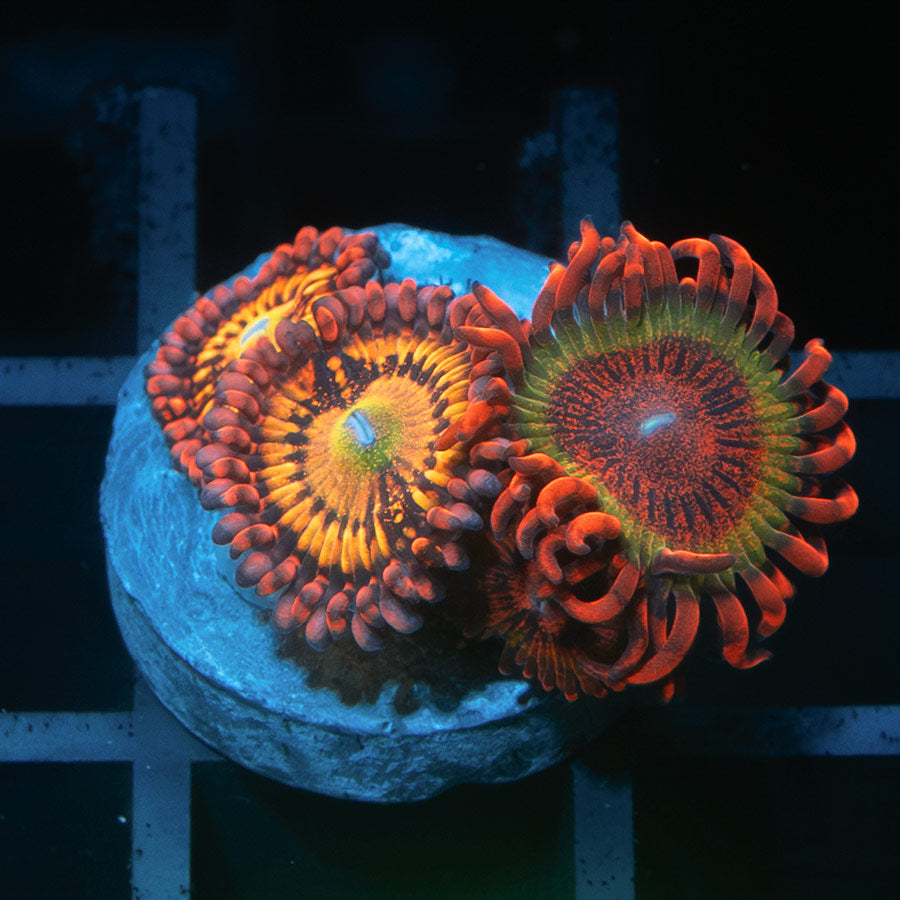 SBM Zoanthus Alien Antivenom + Speckled Krakatoa