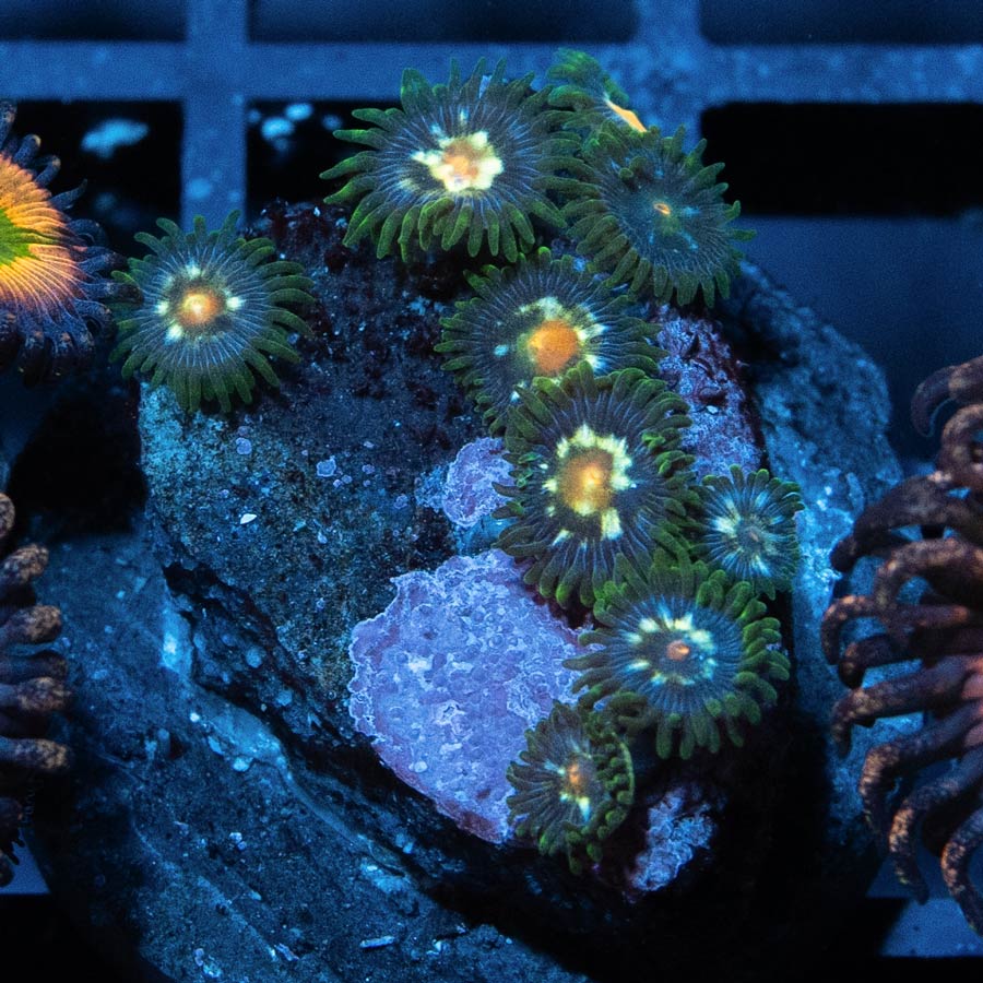 SBM Zoanthus Stargazer 10 pol