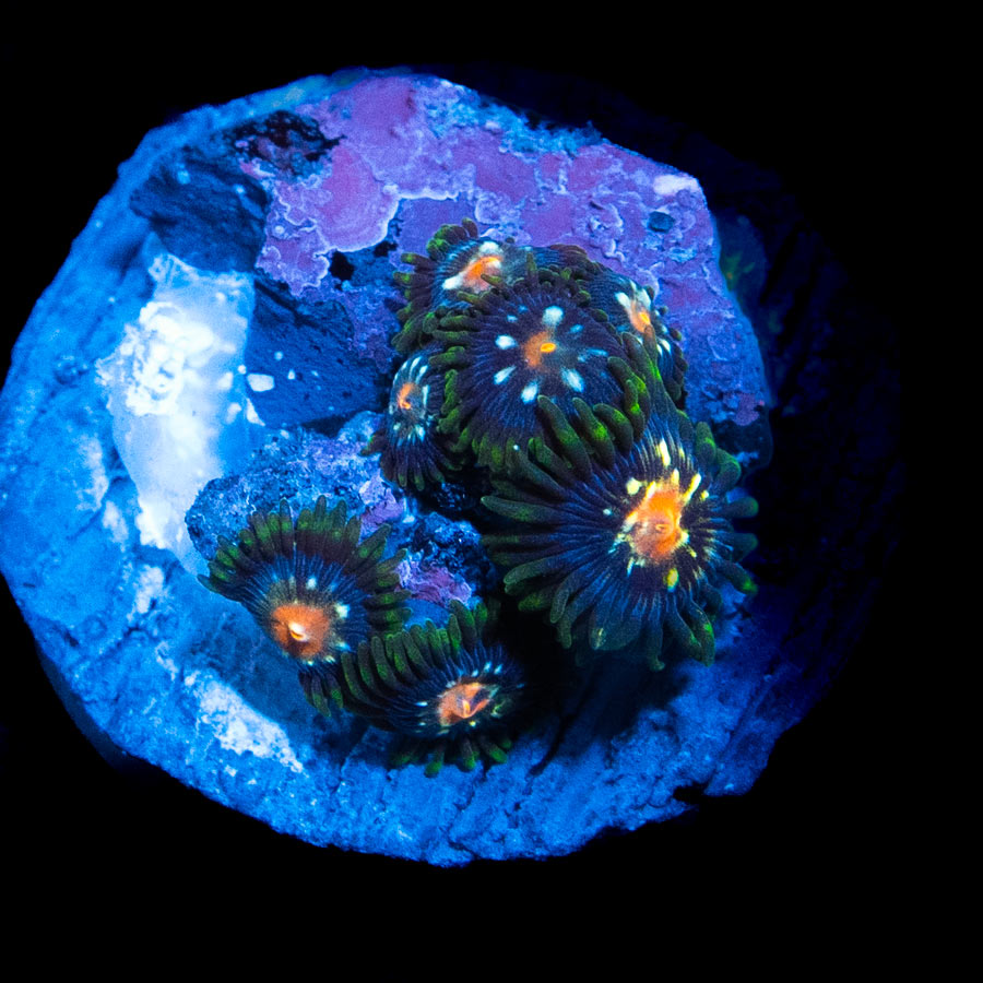 SBM Zoanthus Stargazer 7 pol