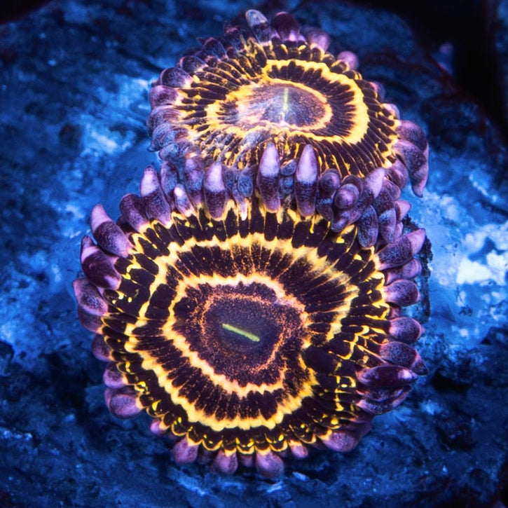 SBM Zoanthus Stratosphere 2 pol