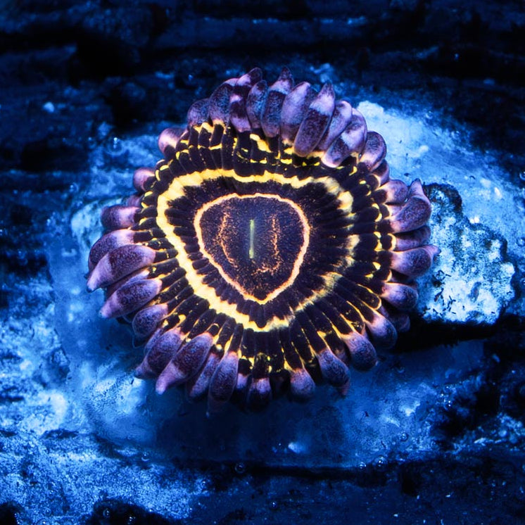 SBM Zoanthus Stratosphere  1 pol