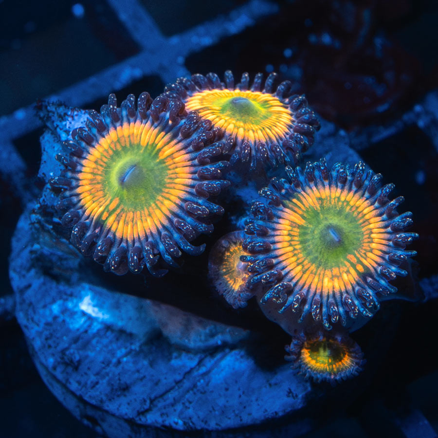 SBM Zoanthus Sunny