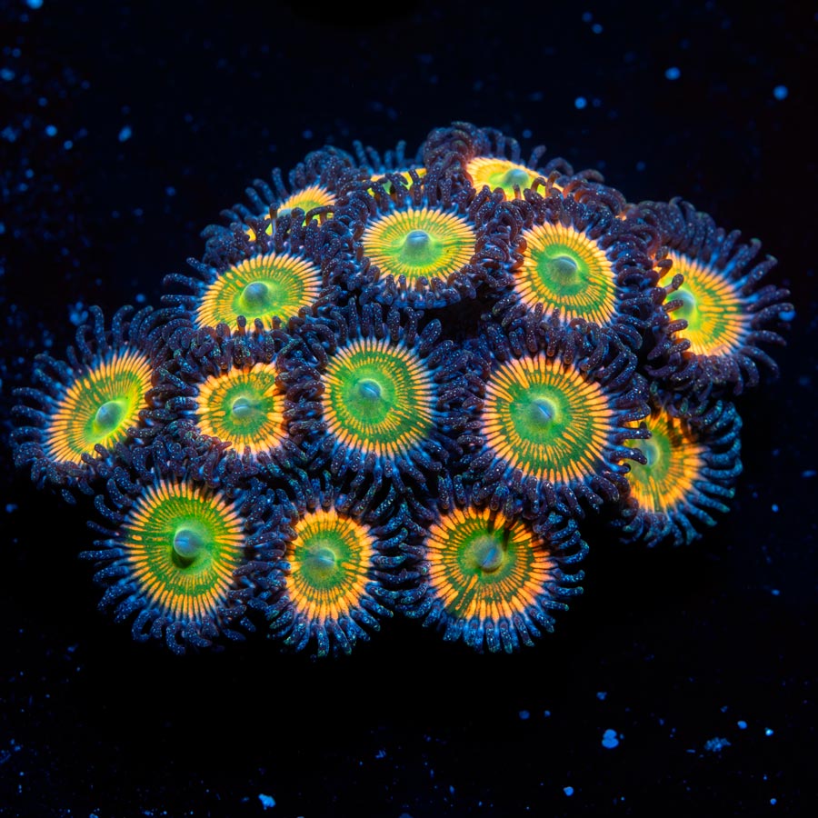 SBM Zoanthus Sunny Delight (15 Pól.)