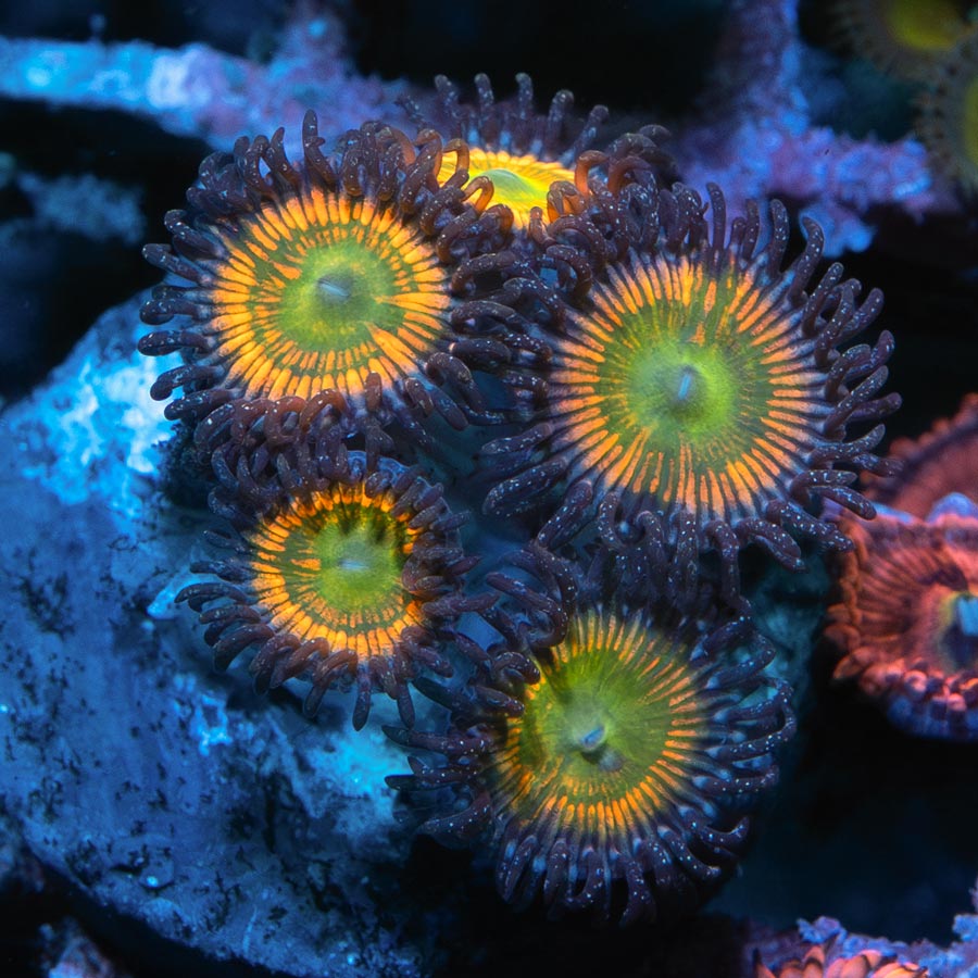 SBM Zoanthus Sunny