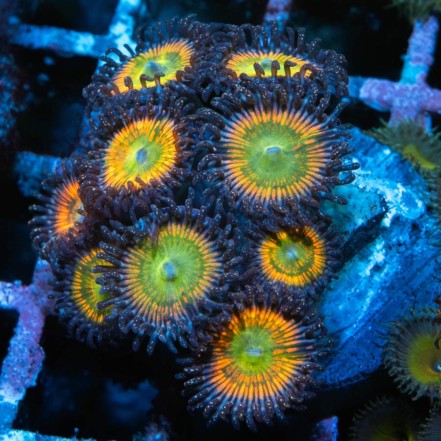 SBM Zoanthus Sunny