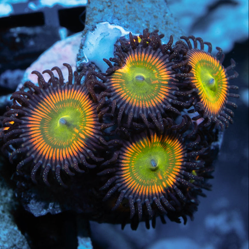 SBM Zoanthus Sunny D 7 pol