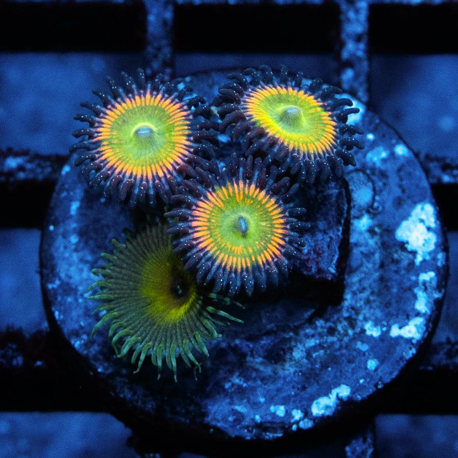 SBM Zoanthus Sunny Delight + Palythoa Captain Jerk