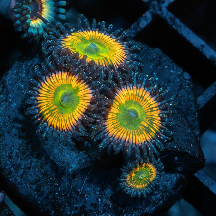 SBM Zoanthus Sunny Delight 4 pol