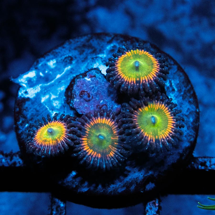 SBM Zoanthus Sunny Delight