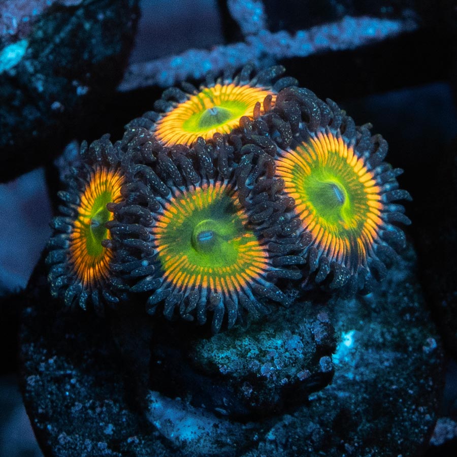 SBM Zoanthus Sunny Delight 4 pol