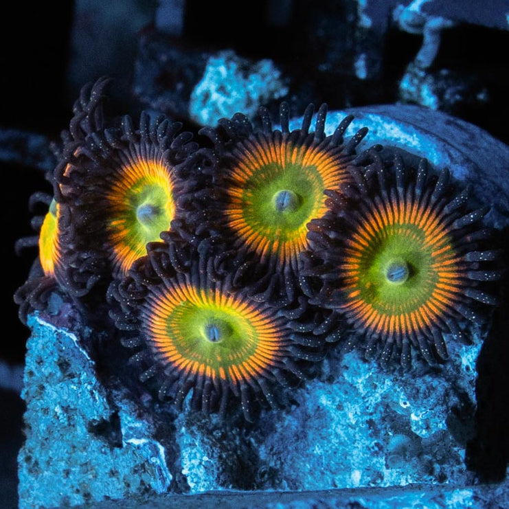 SBM Zoanthus Sunny D 5 pol