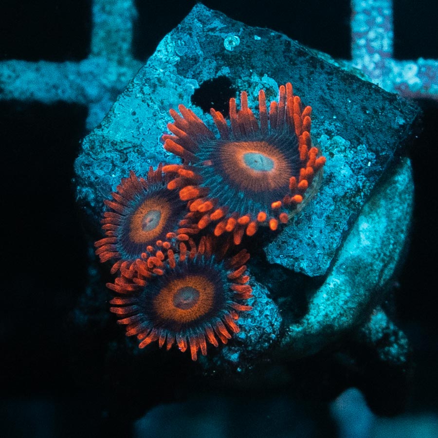 SBM Zoanthus Tequila Sunrise 3 po
