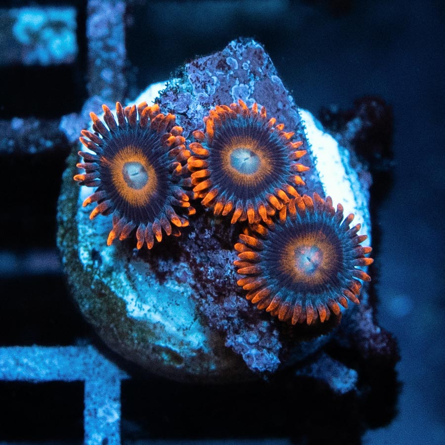 SBM Zoanthus Tequila Sunrise 3 pol