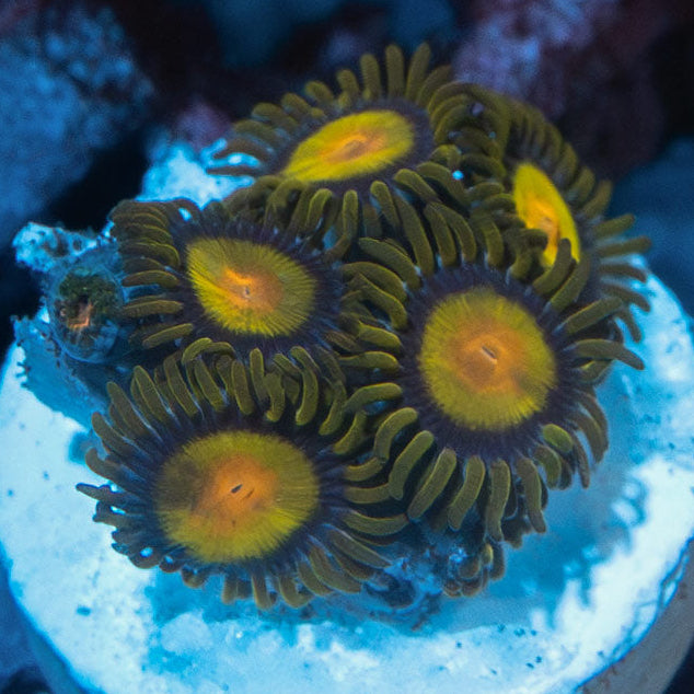 SBM Zoanthus Tutti Frutti 6 pol