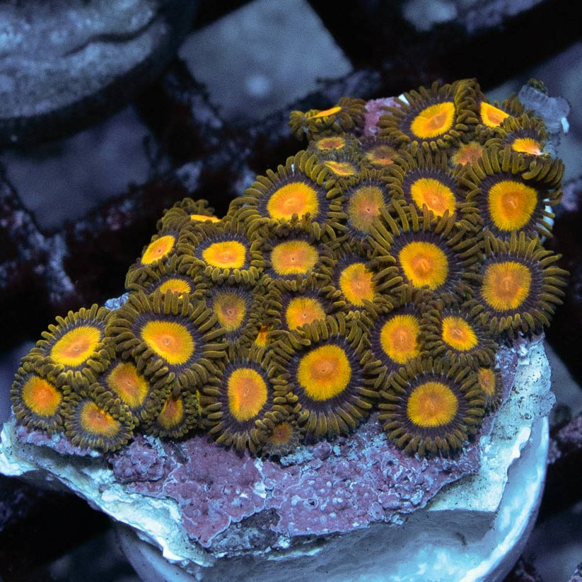 SBM Zoanthus Tutti Frutti 40 pol