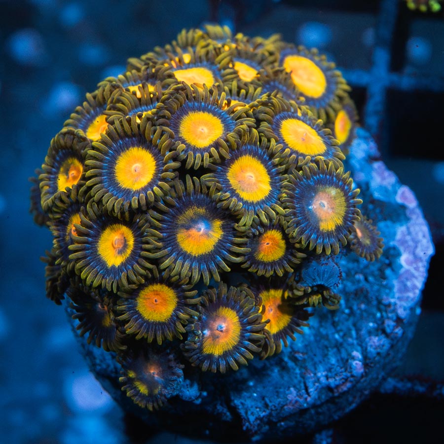 SBM Zoanthus Tutti Frutti